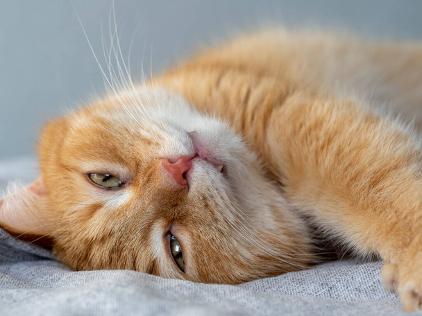 carino divertente gatto zenzero si trova su una coperta grigia e si estende dopo il sonno, aprendo gli occhi - Foto, immagini