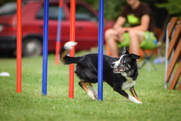 Lovely tricolor Border collie is running slalom on czech agility competition slalom. Dogs love it! - Photo, Image