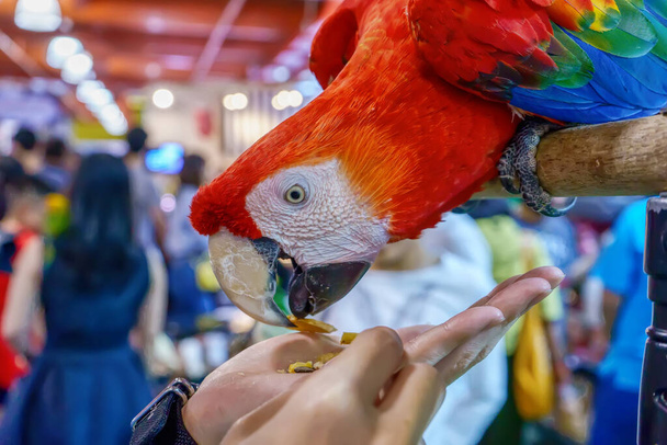 Macaw je w ręku. Ptak jest popularnym zwierzątkiem w Tajlandii. - Zdjęcie, obraz