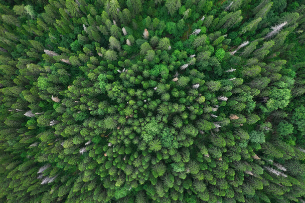 Вид с воздуха на летние зеленые деревья в лесу в России. Фотография дронов - Фото, изображение