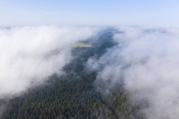 Vista aérea da floresta de pinho e abeto na névoa no início da manhã. Misterioso tempo nublado e nebuloso. Natureza russa. O drone voa nas nuvens acima. - Foto, Imagem