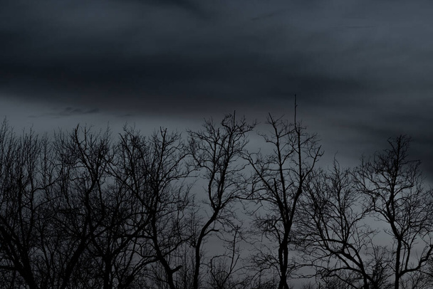 Silueta mrtvého stromu na temné dramatické obloze a černých mracích. Tmavé nebe a mrtvý strom pozadí pro Halloween den. Mrtvé větve stromů. Bezlistý strom v lese. Pozadí pro smutný a osamělý okamžik. - Fotografie, Obrázek