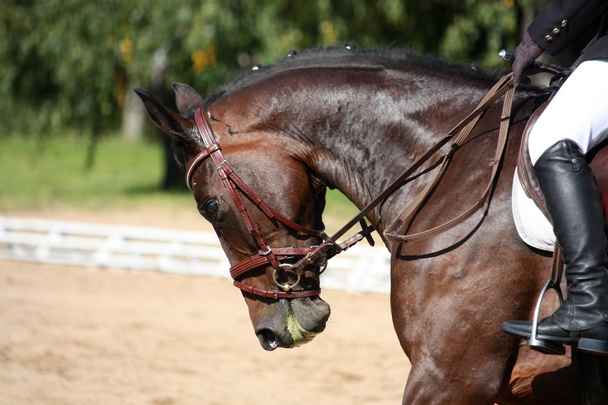 siyah at portre Yarışması terbiye sırasında - Fotoğraf, Görsel