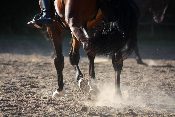 κοντινό πλάνο πόδια άλογο που τρέχει - Φωτογραφία, εικόνα