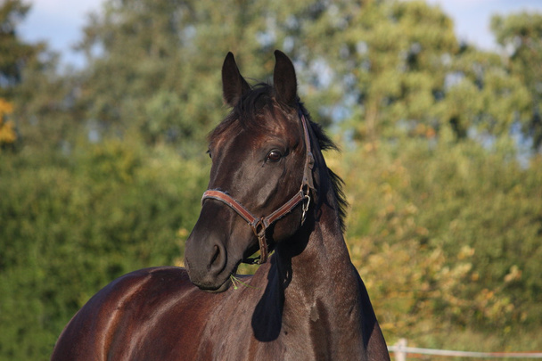 Musta hevonen muotokuva kesällä
 - Valokuva, kuva