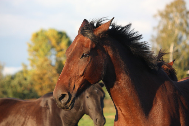 Yaz aylarında kahverengi güzel at portresi - Fotoğraf, Görsel