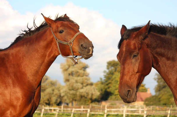 dva koně, hrát s sebou - Fotografie, Obrázek