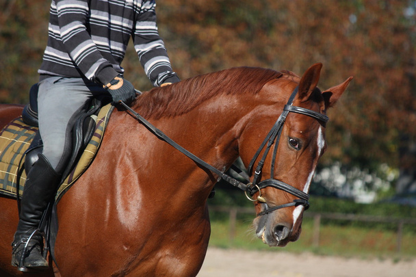 Каштановий портрет коня з вершником
 - Фото, зображення