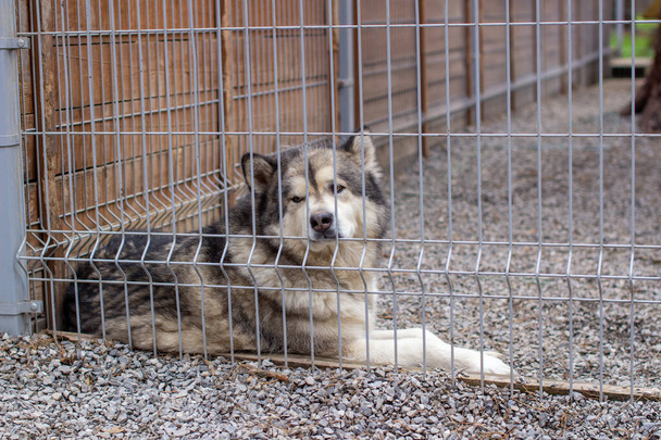 Ein schöner und freundlicher Alaska-Malamute-Schäferhund sitzt in einem Gehege hinter Gittern und schaut mit intelligenten Augen. Indoor-Voliere. - Foto, Bild