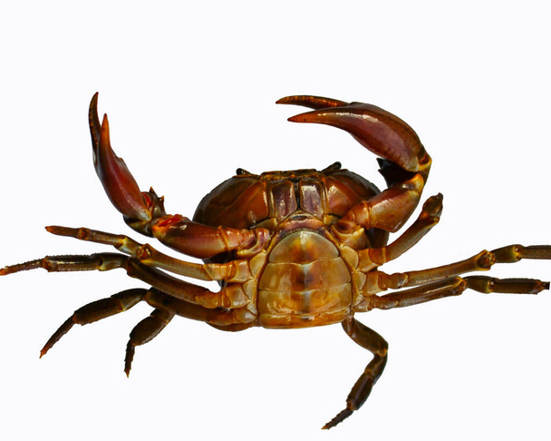Crabbing Free Stock Photos, Images, and Pictures of Crabbing