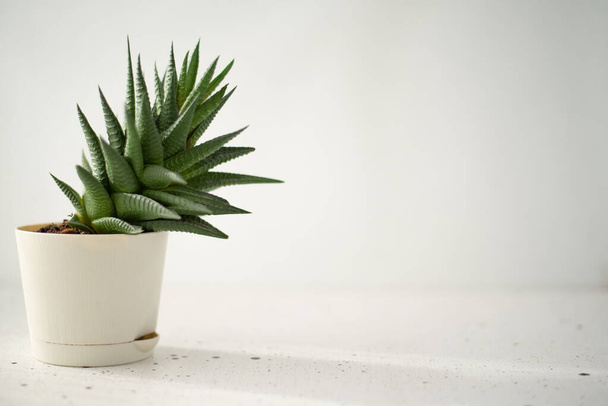 Cactus succulent on a white background. Space for text. Minimalistic concept. - Foto, imagen