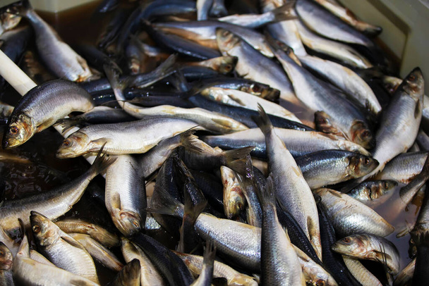 Industrial salting of herring. The herring is cooked in a saline solution. - Photo, Image