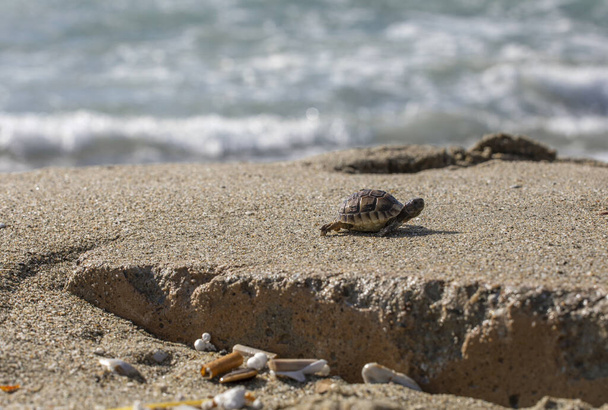  pequeña tortuga marina arrastrada a tierra en una tormenta con formato horizontal de basura - Foto, Imagen