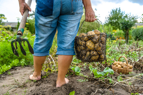 Bio vegetable farming. Organic potato harvest on field. Farmer digging potatoes from the soil. - Foto, Imagem