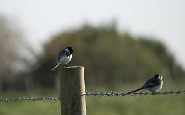 Twee Pied kwikstaarten op een prikkeldraad hek, één doet alsof. De vogels zijn omgeven door wazig landschap.  - Foto, afbeelding