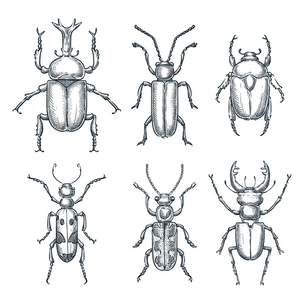 Bichos y escarabajos listos. Dibujo vectorial ilustración dibujada a mano. Colección de insectos aislados sobre fondo blanco. - Vector, imagen
