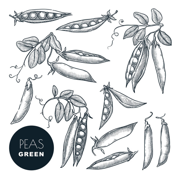 Peas pods sketch vector illustration. Ripe pea beans harvest. Hand drawn isolated design elements. - Vector, Image