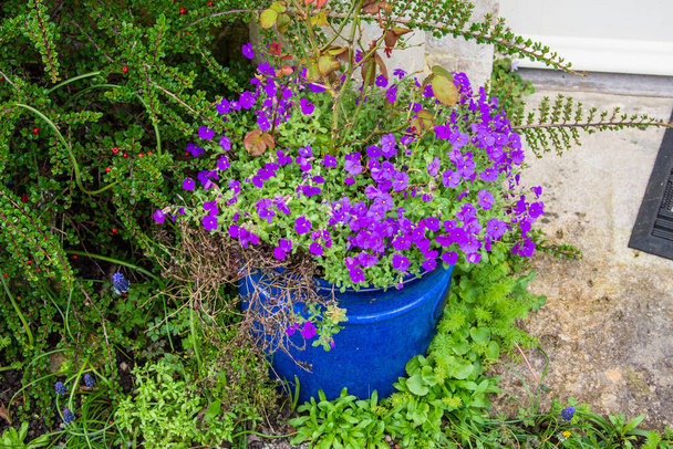 鮮やかな紫色のオーブリアの花を咲かせ、上に広がる青いセラミック植物ポット - 写真・画像