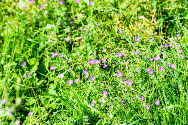A patch of pink bloody cranesbill Geranium sanguineum flowers growing in long grass around the edge of small park playing field - Photo, Image