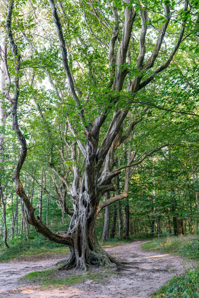 Enchanté vieil arbre en forme de ent faisant partie de la forêt de fées près de Nonnevitz sur l'île de mer baltique allemande Ruegen - Photo, image