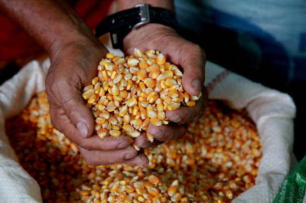 mata de são joão, bahia / brasil - 17 de outubro de 2020: as mãos detêm grãos de milho em um mercado aberto na cidade de Mata de São João - Foto, Imagem
