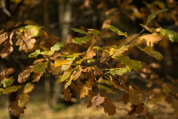 oak leaves in the sun in autumn - Foto, Bild