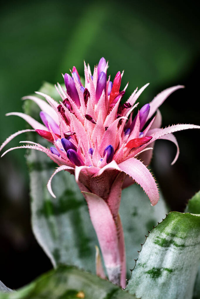 Aechmea fasciata is a species of flowering plant in the Bromeliaceae family - Photo, Image