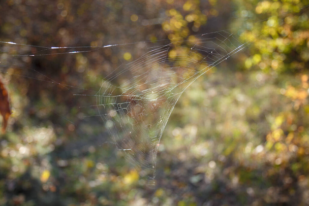 Spidernet w świetle słonecznym na rozmytym tle lasu - Zdjęcie, obraz