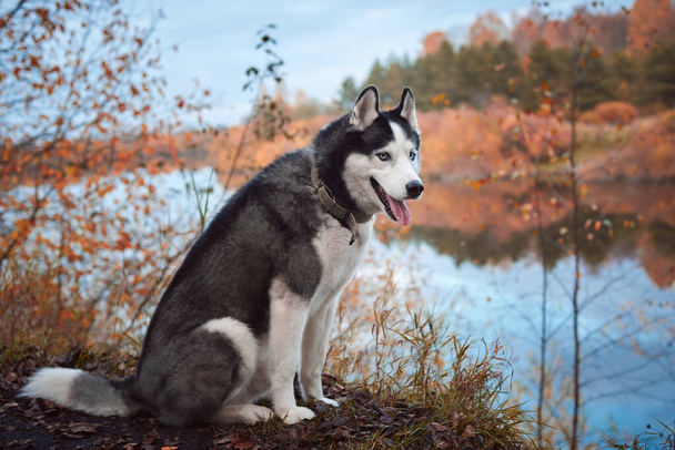Sonbaharda Sibirya Husky köpeği - Fotoğraf, Görsel