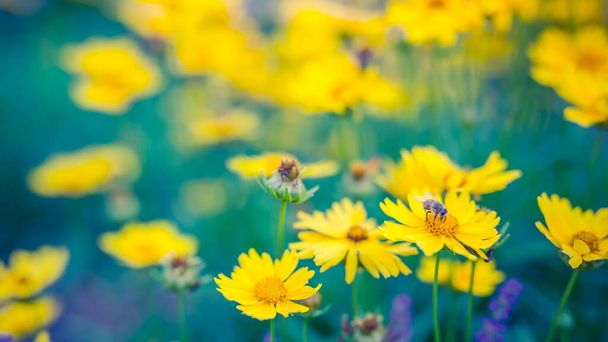 Jasně žluté květy na modré louce. Snící umělecká zahrada detailní záběr se žlutým květinovým pozadí. Květinové letní jarní pozadí. Žluté sedmikrásky květiny zblízka na poli na přírodě - Fotografie, Obrázek
