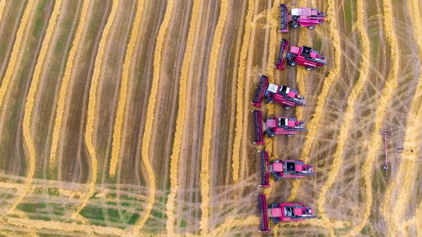 Ernte. Rote Erntehelfer arbeiten auf dem Feld. Luftaufnahme der Ernte von Weizen und Landmaschinen. Ansicht von oben. - Foto, Bild
