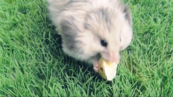 Syrian  hamster eating the  egg - Filmati, video