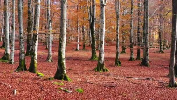 Bükkfa ősszel. Urbasa-Andia Természeti Park. Navarra, Spanyolország, Európa. 4K. - Felvétel, videó