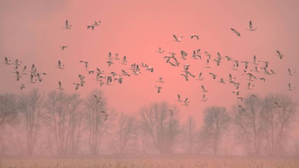 Lumihanhet lentävät pellon yllä sumuisessa vaaleanpunaisessa oranssissa auringonlaskussa. - Valokuva, kuva