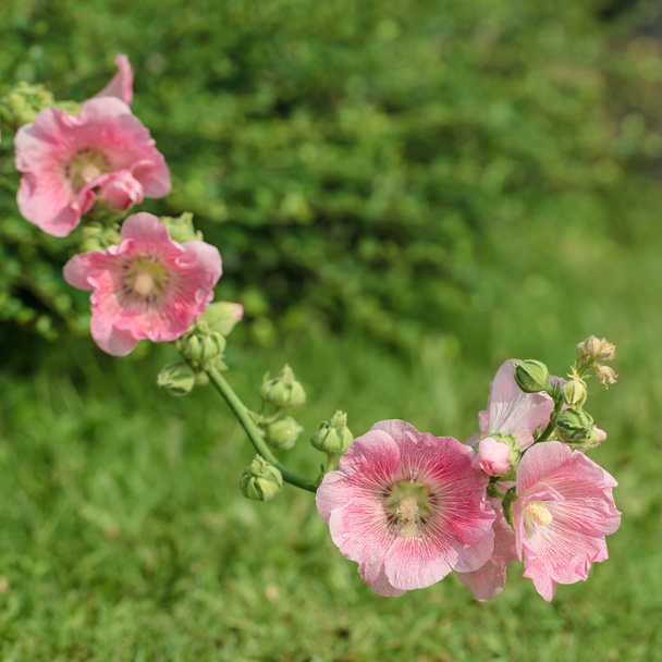 Rózsaszín mályvarózsa virág  - Fotó, kép