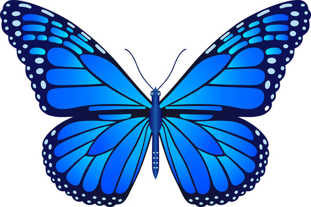 Danaus plexippus image vectorielle papillon pour la conception web et l'impression - Photo, image