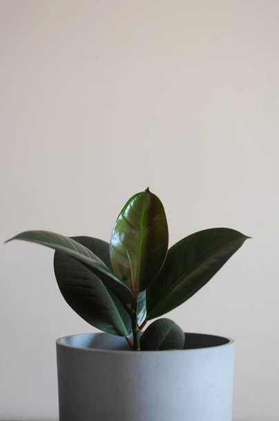 Plante d'intérieur moderne - jeune Ficus Elastica Bourgogne ou Caoutchouc en pot gris - Photo, image