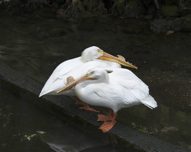 Белые пеликаны у воды на контрастном черном фоне с оперением белого пера, длинным клювом, ногами в окружающей среде и среде обитания. - Фото, изображение
