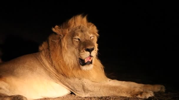 乾燥した砂の上に暗い夜に横たわっている巨大な大人のライオン(パンサレオ)男性.口が開いている巨大な大人のライオンの男性。ザンビア、南ルアンワ. - 映像、動画