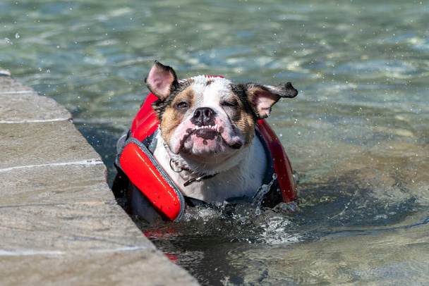 Bulldog uima-altaassa pelastusliivissä ravistelee vettä - Valokuva, kuva