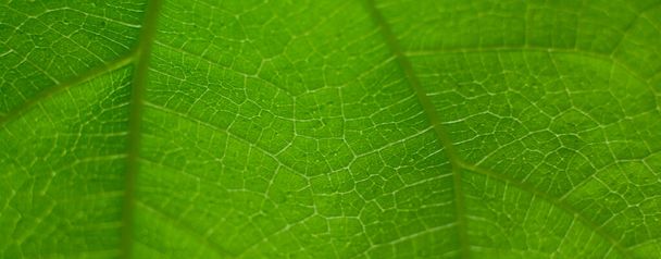 Φόντο αντίκα πράσινου φύλλου Επιλέξτε μια συγκεκριμένη εστίαση - Φωτογραφία, εικόνα