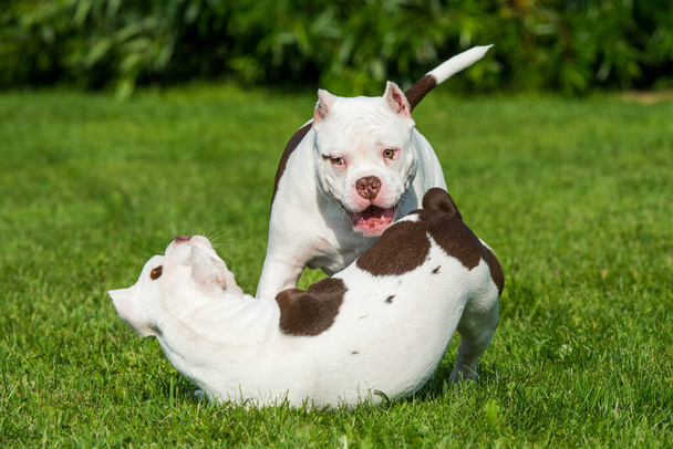 Dos American Bully cachorros perros están jugando - Foto, Imagen