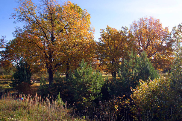 magnificent landscape oak grove in autumn sunny day - Foto, Imagen