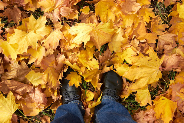 Sonbahar akçaağaç yaprakları ayaklarının altına düşer. Yüksek kalite fotoğraf - Fotoğraf, Görsel