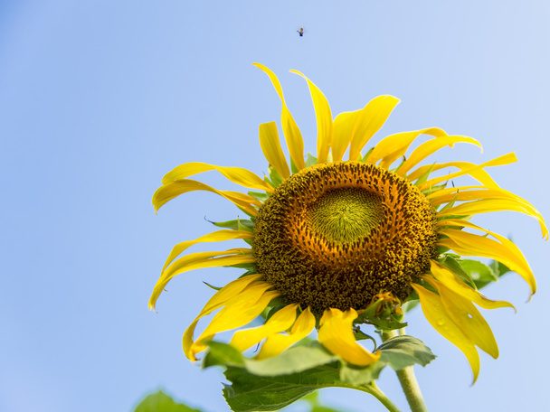 Bee op de sunflower4 - Foto, afbeelding