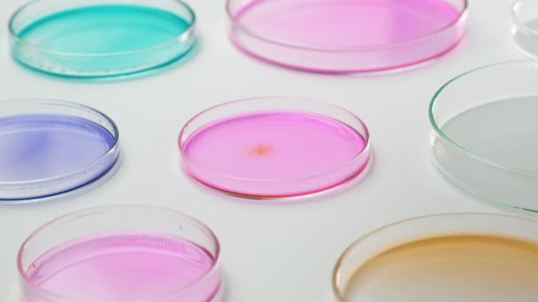 Vzorky kapek do růžové agar média pro bakteriální kolonie. Štěpování bakterií v Petriho miskách.  - Záběry, video