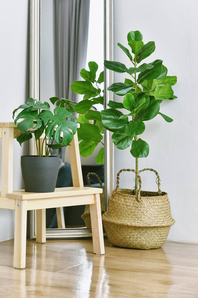 Artificial plant, Fiddle leaf fig tree and monstera planted in black pot on room corner, Indoor tropical houseplant for home and living room interior. - Photo, Image