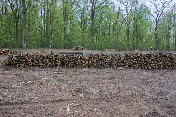 Упакованные стволы деревьев при рубке. Лесозаготовка. Сбор древесины. - Фото, изображение