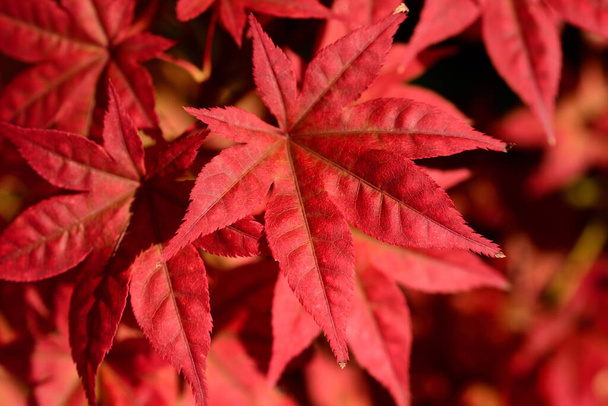 Крупный план листьев красного клена, висящих на ветке в природе на заднем плане - Фото, изображение