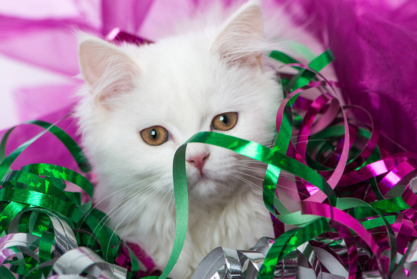 White persian kitten with streamers - Photo, Image